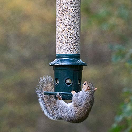 Ecureuil Buster Plus Mangeoire à l'épreuve des écureuils pour oiseaux