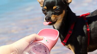 bouteille d'eau pour chien