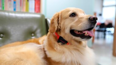 collier d'écorce pour chiens