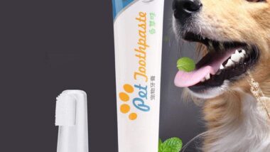 dentifrice pour chiens