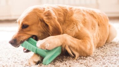 brosse à dents pour les chiens