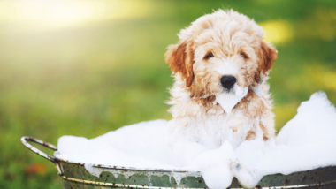 shampoing pour chien