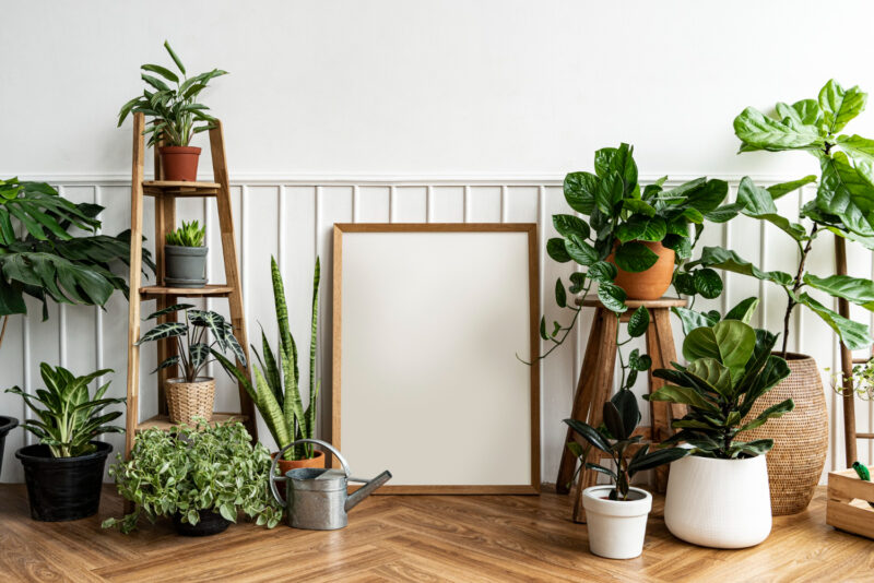 Meilleures plantes d'intérieur