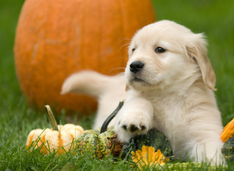 Fruits et légumes pour votre chien en automne