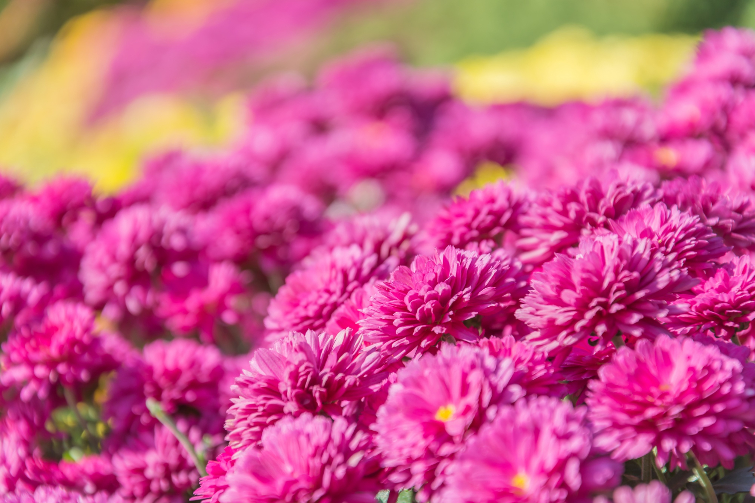 Chrysanthème fleur