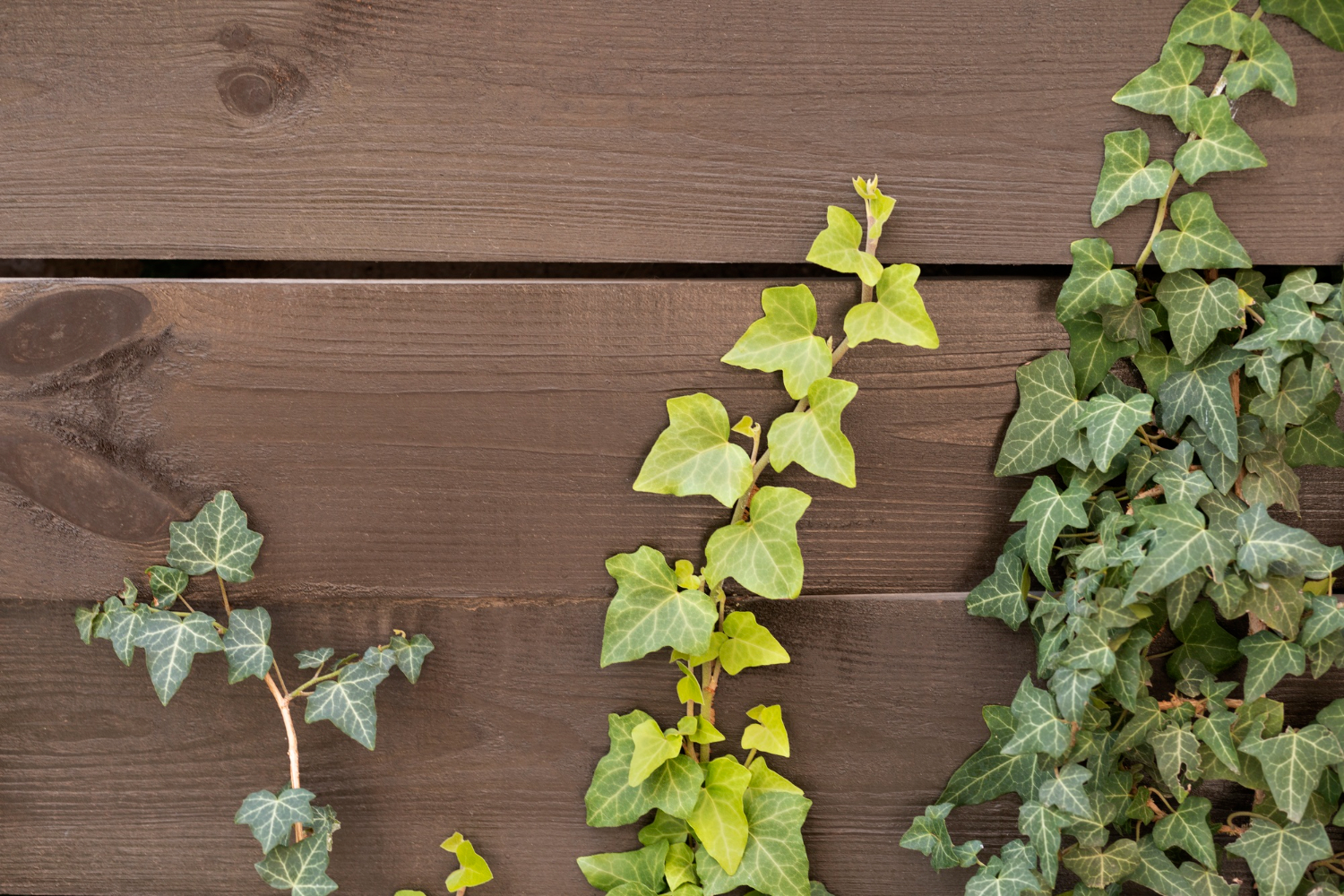 Les 5 meilleures plantes d'intérieur