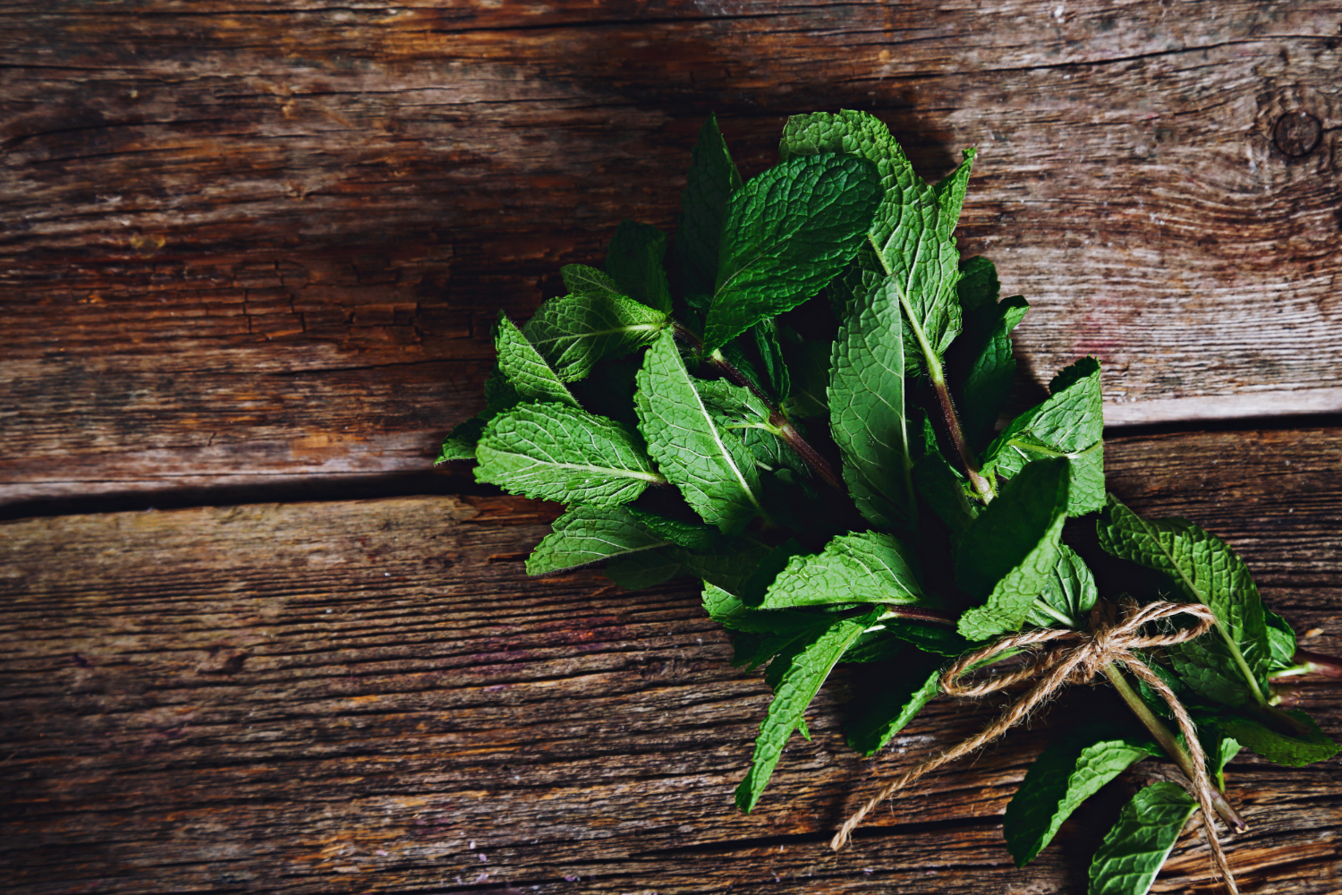 Menthe poivrée répulsif à insectes 